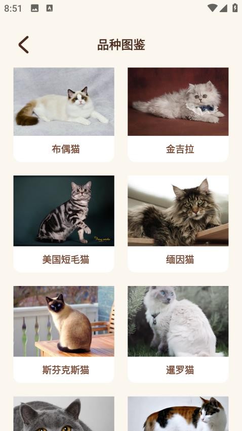 Peppycat貓語翻譯器官網版v1.0.1 4