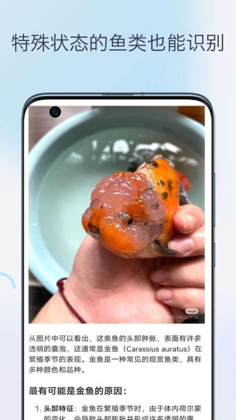 鱼类识别appv1.0 3