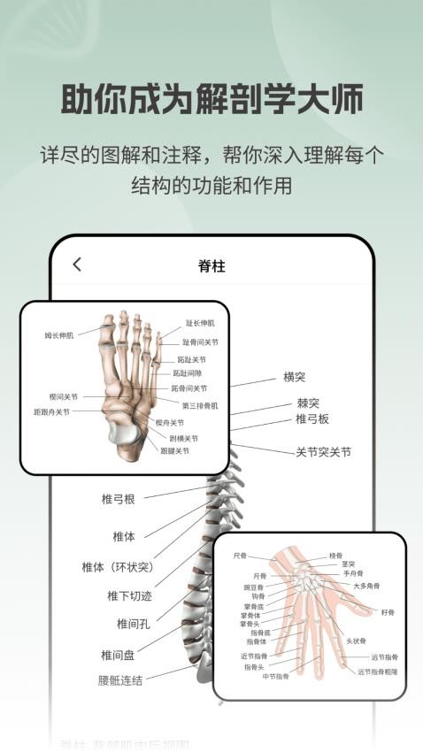 解剖模型Body最新版(4)