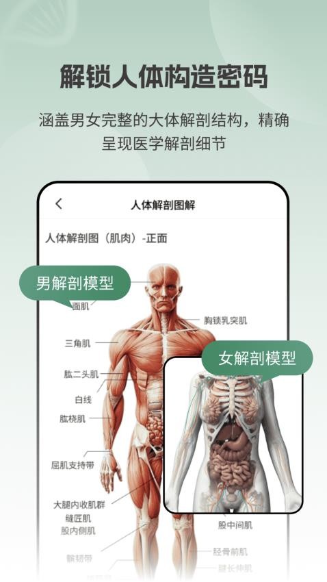 解剖模型Body最新版(2)