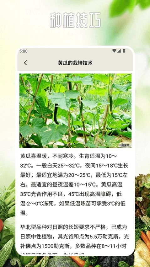 卖菜致富记官方版本v1.2 3