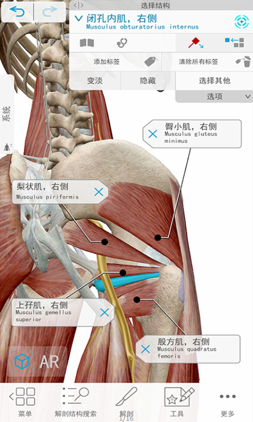 人体解剖3D教学appv2.3 3