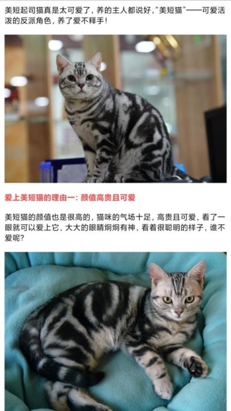我的猫翻译最新版本v1.1(2)