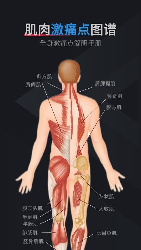 肌肉激痛点图谱免费版v1.2 5