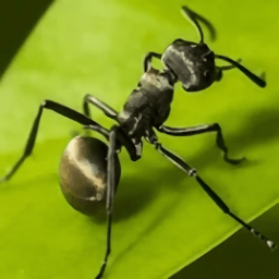 蚂蚁地下王国游戏(The Ants) v1.21.0 安卓版