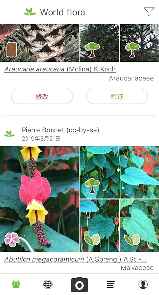 plantnet植物识别app