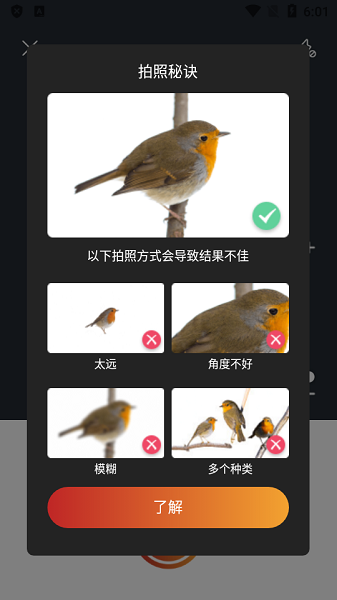 picture bird软件(拍照识鸟)(3)