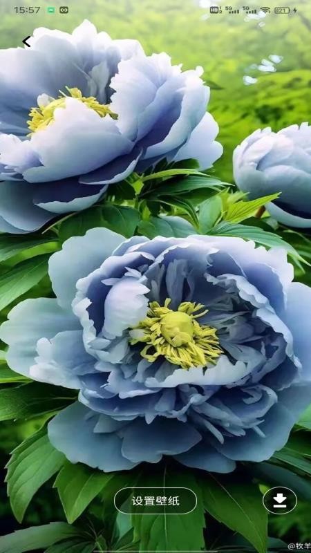 云盛花开官网版v1.0.1(1)